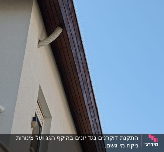 קוצים למניעת יונים על גג בית